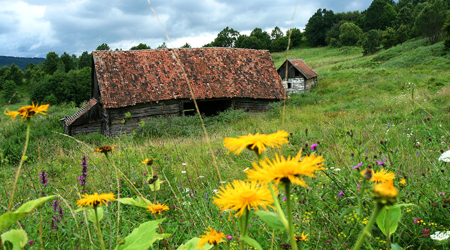 Frhlingswiese in den rumnischen Karpaten