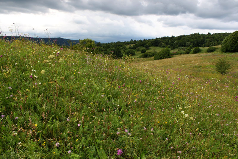 farbenfrohe Blumenwiese in den rumnischen Karpaten